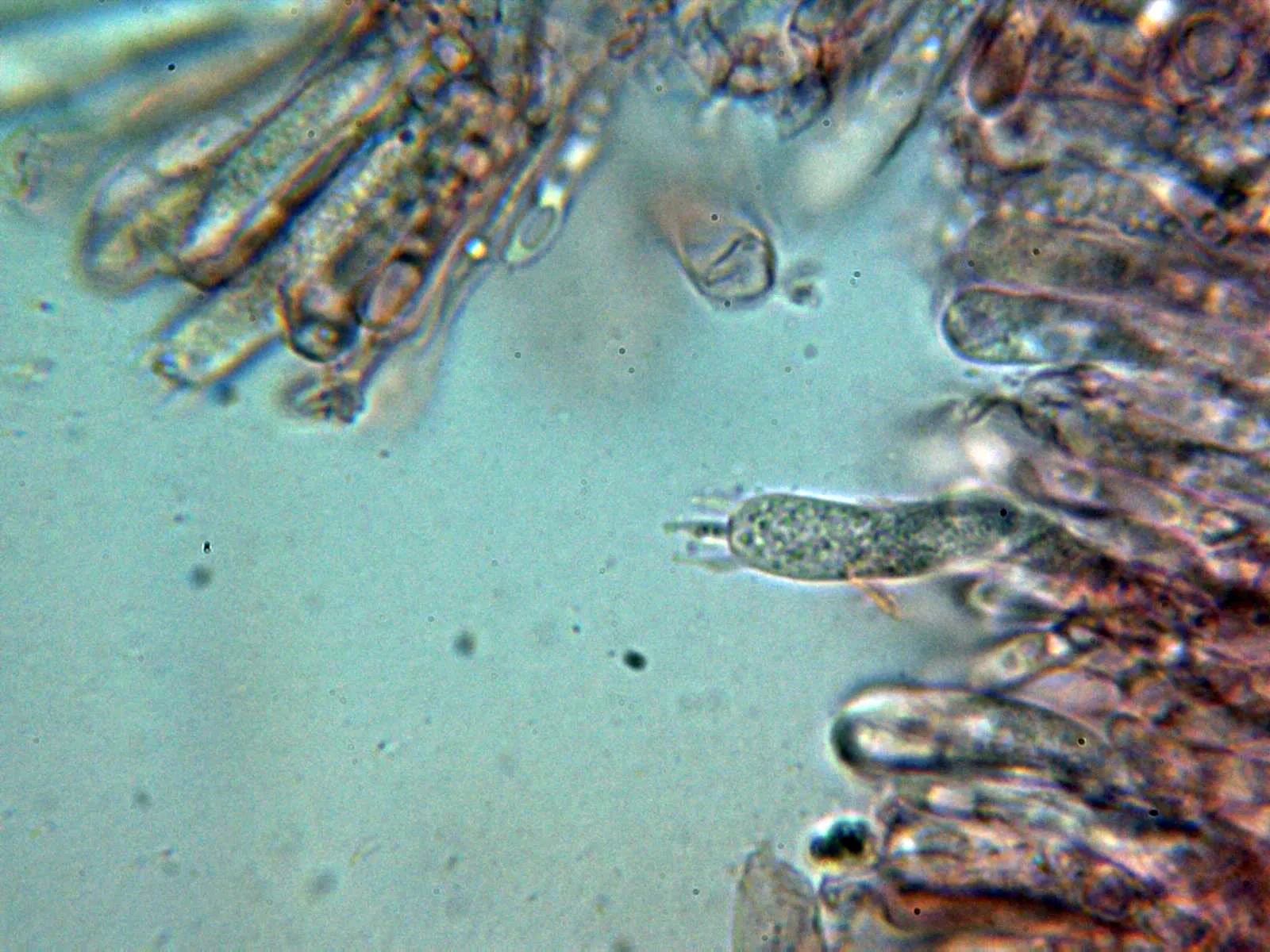Microscopía de Leucopaxillus paradoxus - 10 - Basidios 2